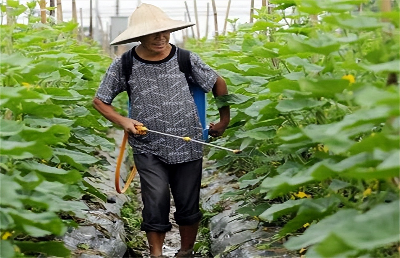 黄瓜叶片“镶金边”？可不是好事！多是7个病因，3个技巧产量高