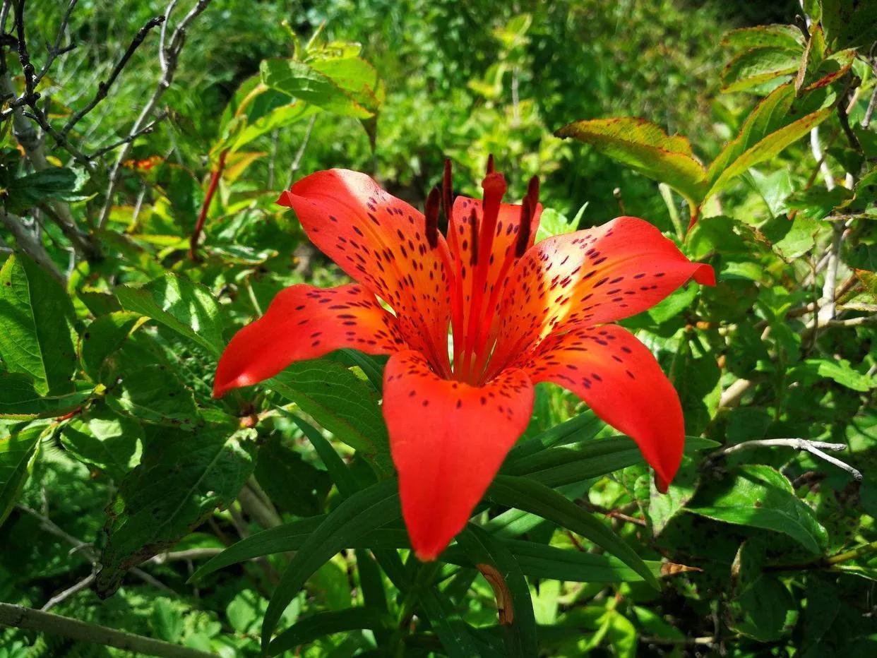 通往学校的路才是光明的,去学校的路上一切都是那么美好
