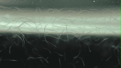 醋里面长的肥肉,醋里面长的肉