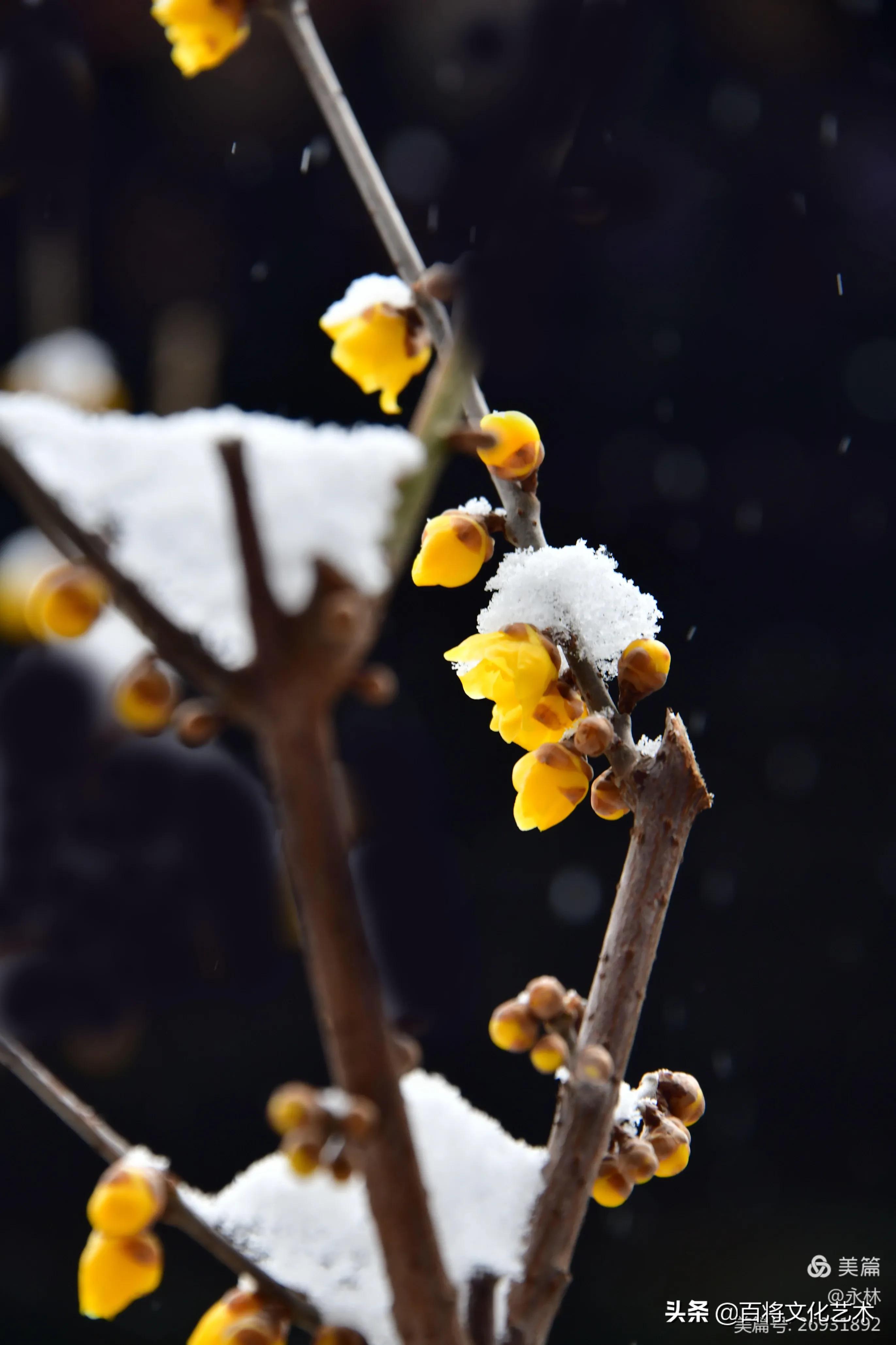 「百将文化」枝横碧玉天然瘦，恋破黄金分外香