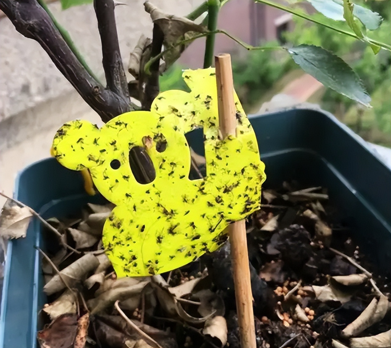 用啤酒浇花容易生虫子么,用啤酒浇花适合哪几种花