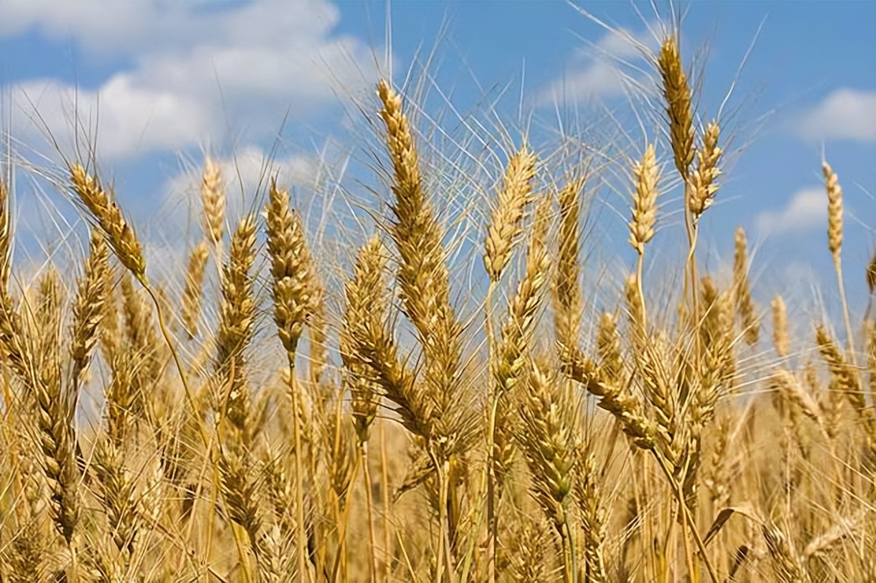 茅台镇酱酒为啥便宜,茅台镇比较靠谱的酱酒有哪些