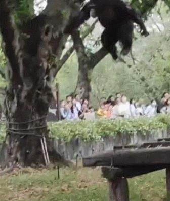 谁懂啊！回南天的养狗人家，惨过住鸡圈！pang臭！