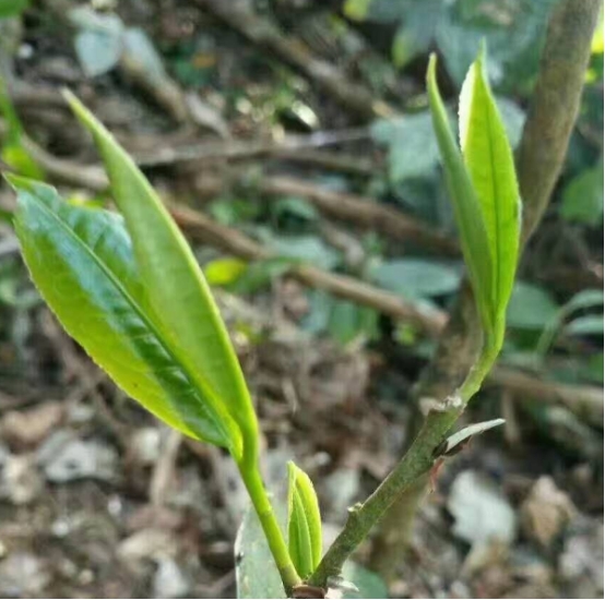 多少钱一斤的茶叶算是好茶,买茶叶只买贵的