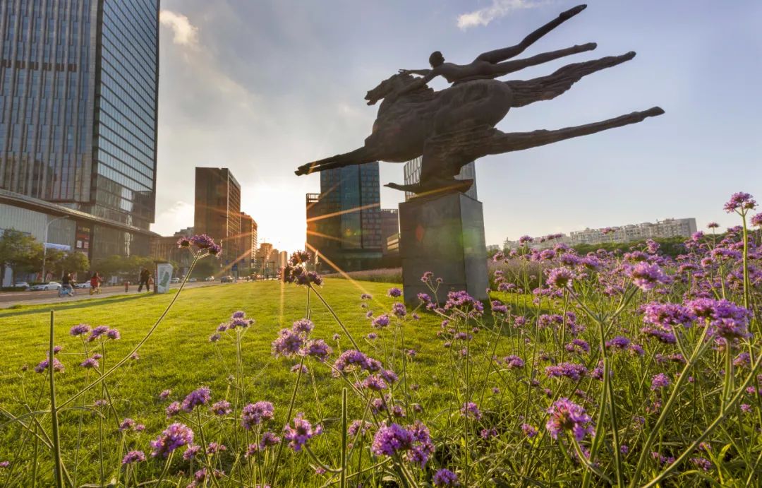 泰达新视觉|生如夏花泰达MSD花海柳叶马鞭草如梦绽放