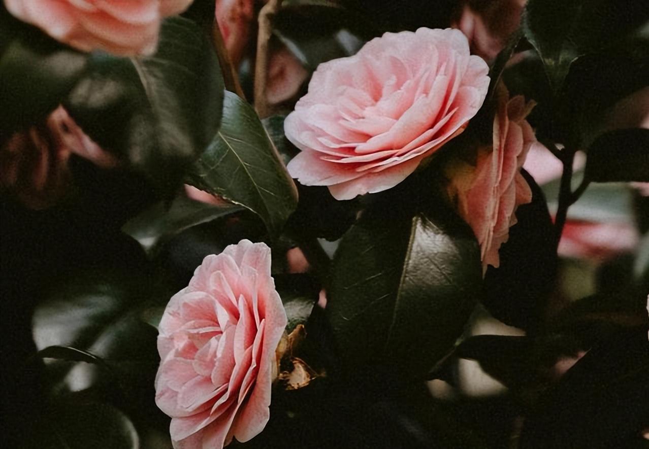 如果婚后发现自己不爱他了怎么办,婚姻没有对错离婚就要学会放手