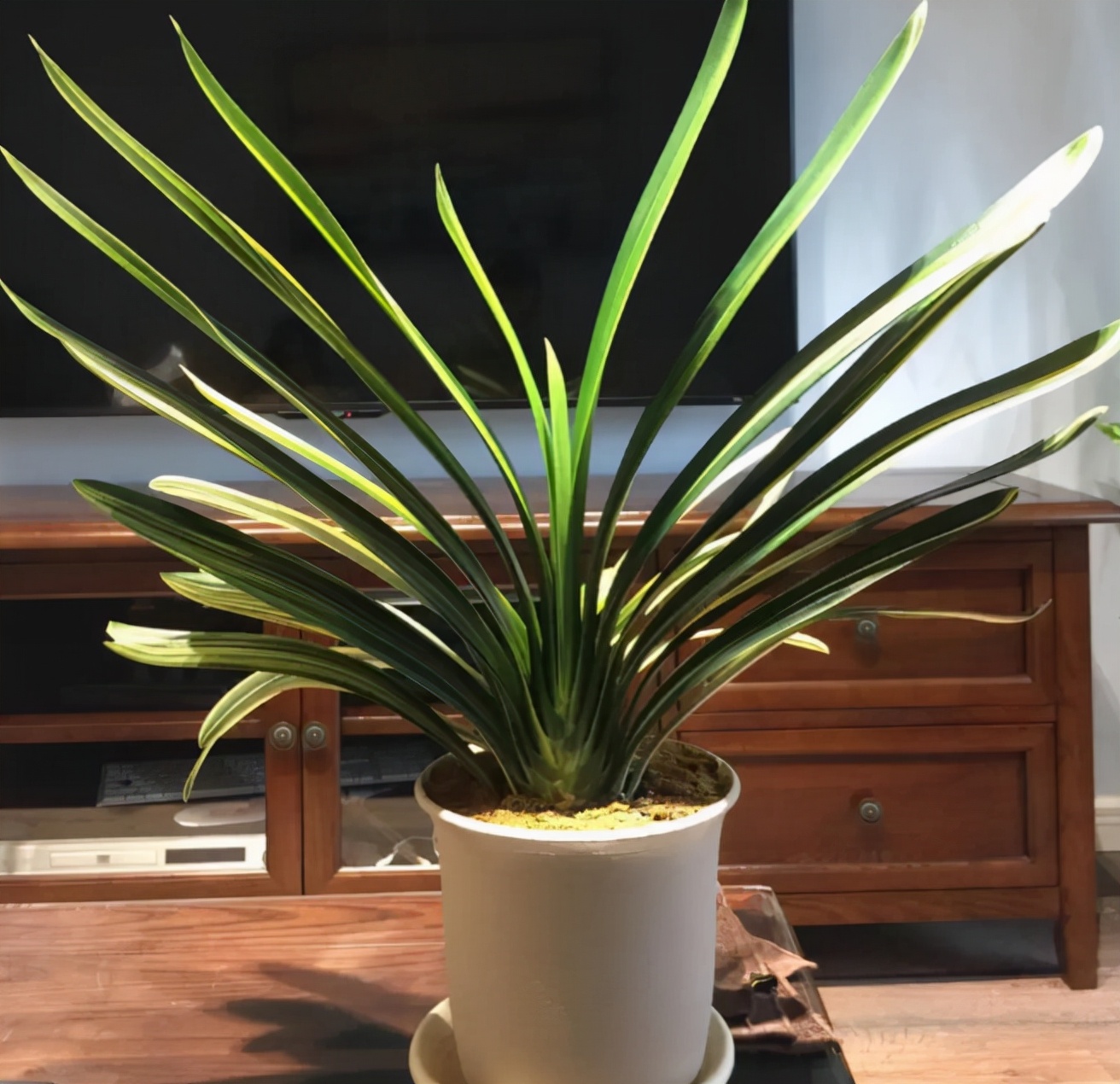 盆栽花卉的土壤变硬以后如何改变,养花小妙招盆栽土壤