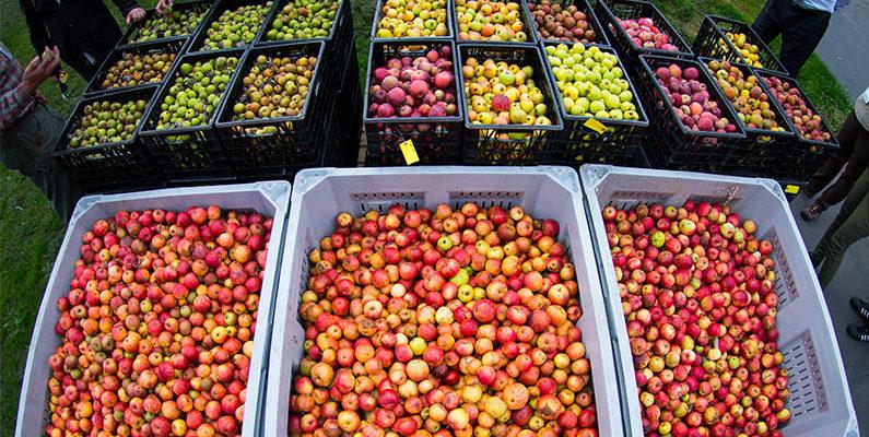 世界第一大果酒,世界三大果酒