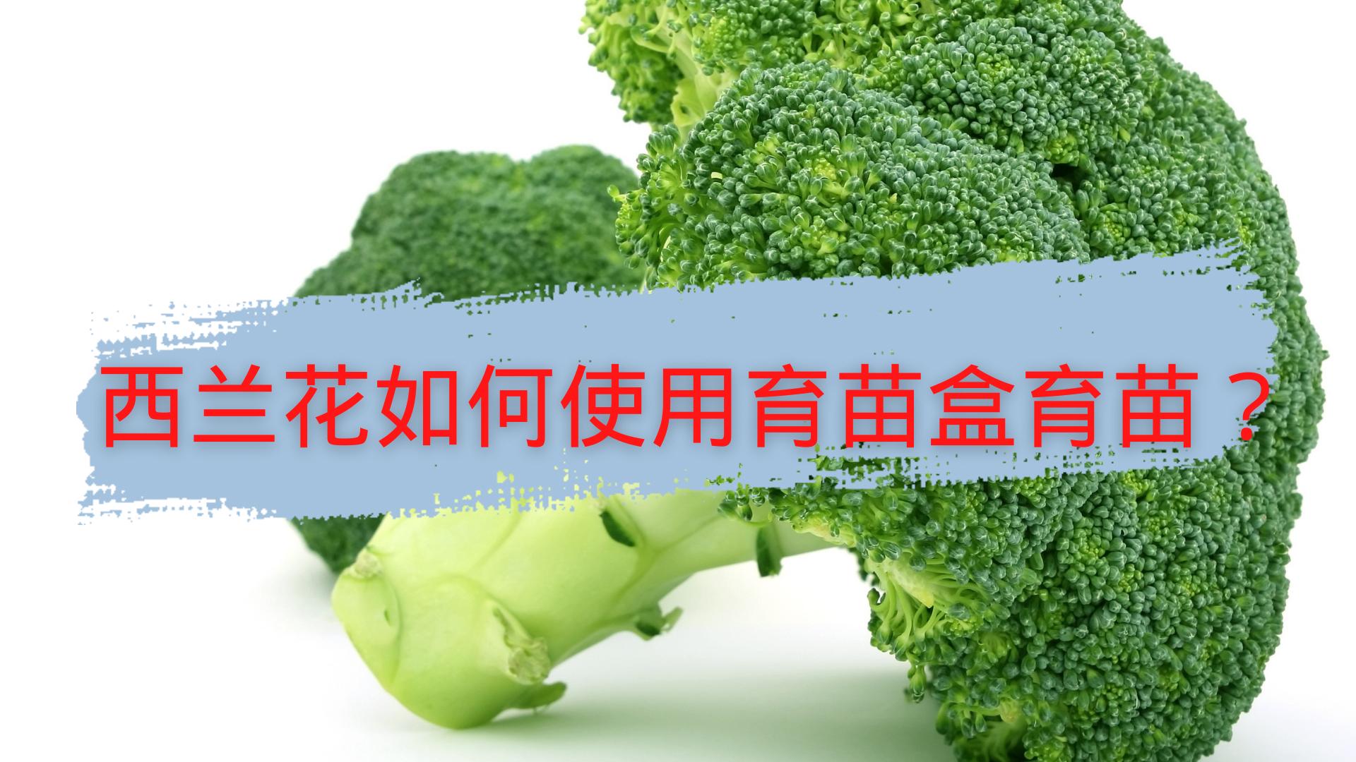 西兰花种子育苗用什么样的土壤,西兰花育苗方法