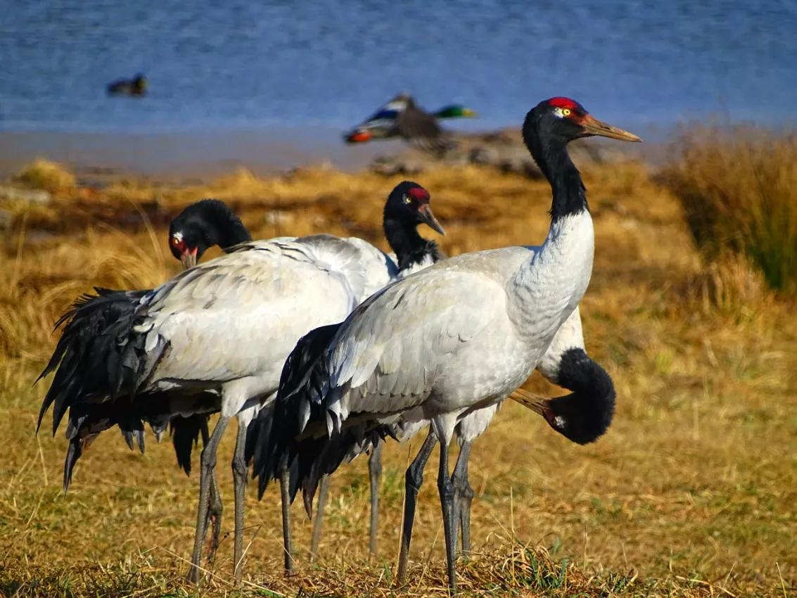 动物千姿百态,动物园的动物千姿百态