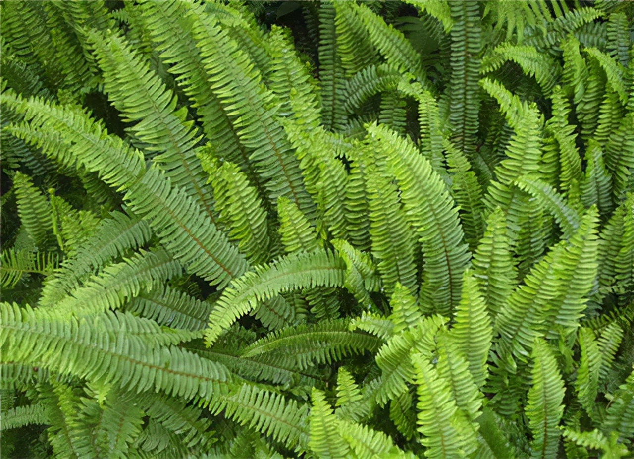 公园路边植物图片,路边的小植物有哪些