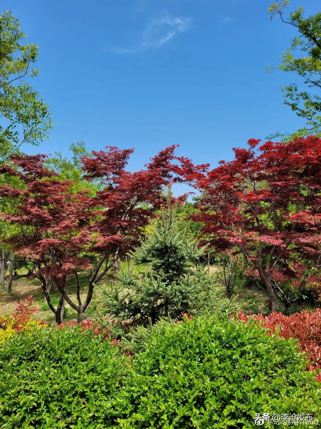 绿荫的夏天，快来解锁李沧这个小众宝藏之地！