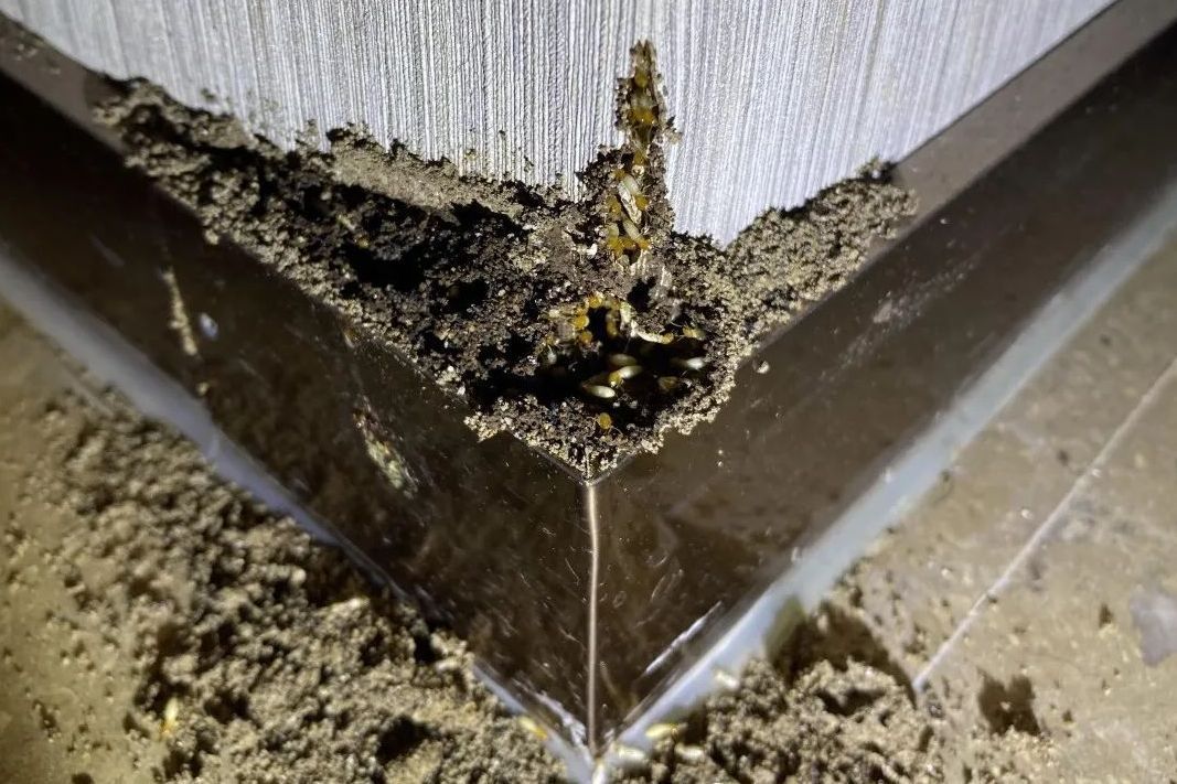 白蚁哥十年经验分享：如何判断家中是否已经被白蚁入侵？