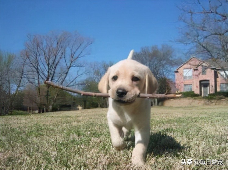 纯种拉布拉多犬特征,纯种拉布拉多和不纯种的区别在哪