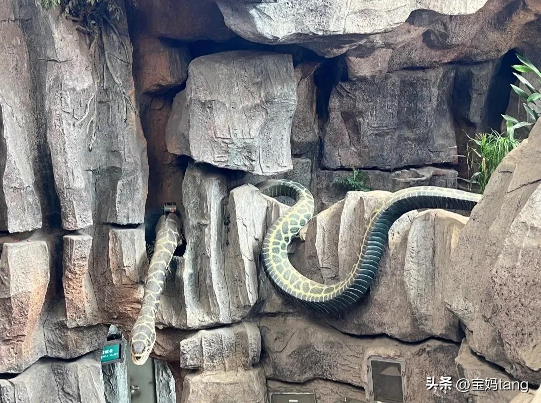 上海科技馆游玩全攻略,上海科技馆儿童馆攻略