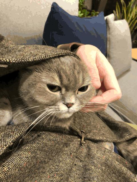 猫咪被冻着了该怎么办呀,猫咪被冻坏了