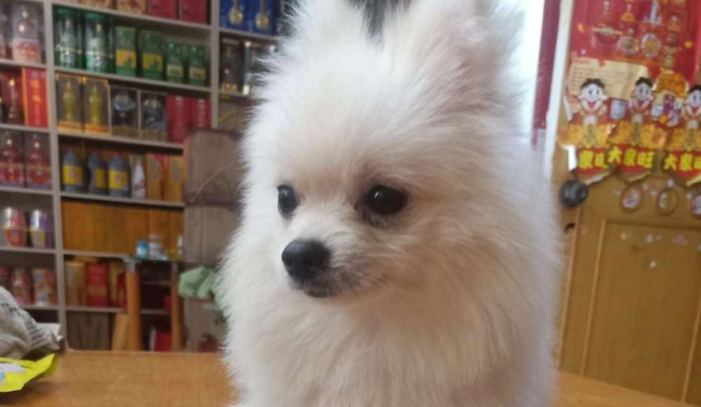 博美吃东西发抖,博美浑身发抖叫声凄惨怎么缓解