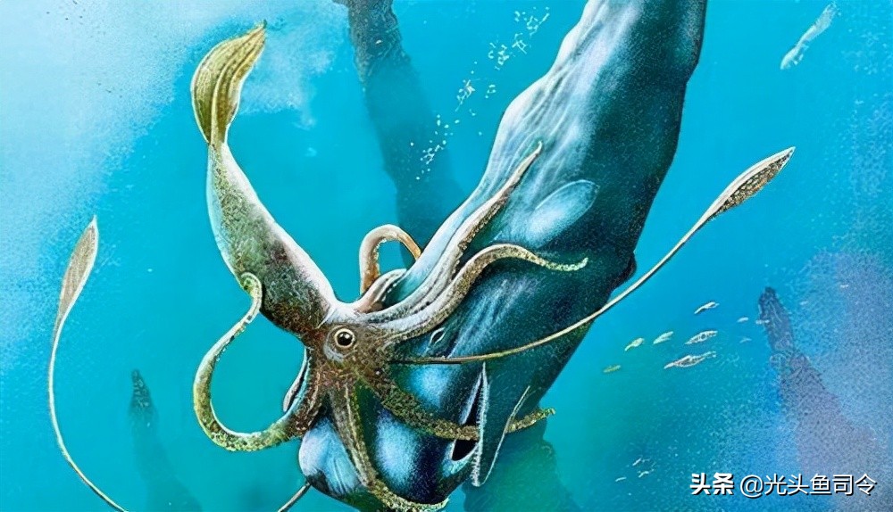 深海巨妖和北海巨妖,蓝鲸和北海巨妖谁更大