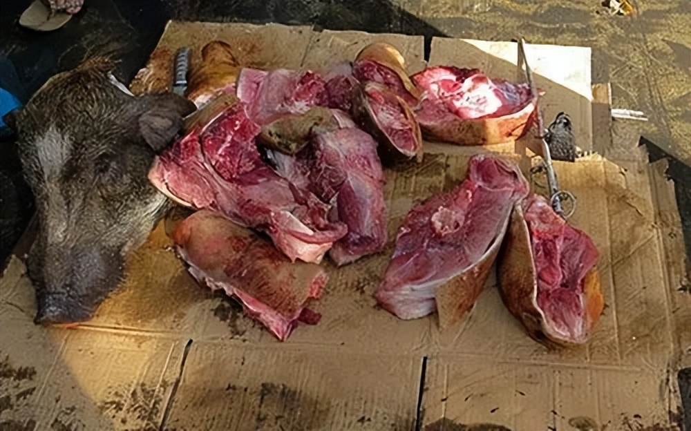 小朋友问为什么牛羊吃草会那么壮,为什么牛羊吃草还会长得这么肥