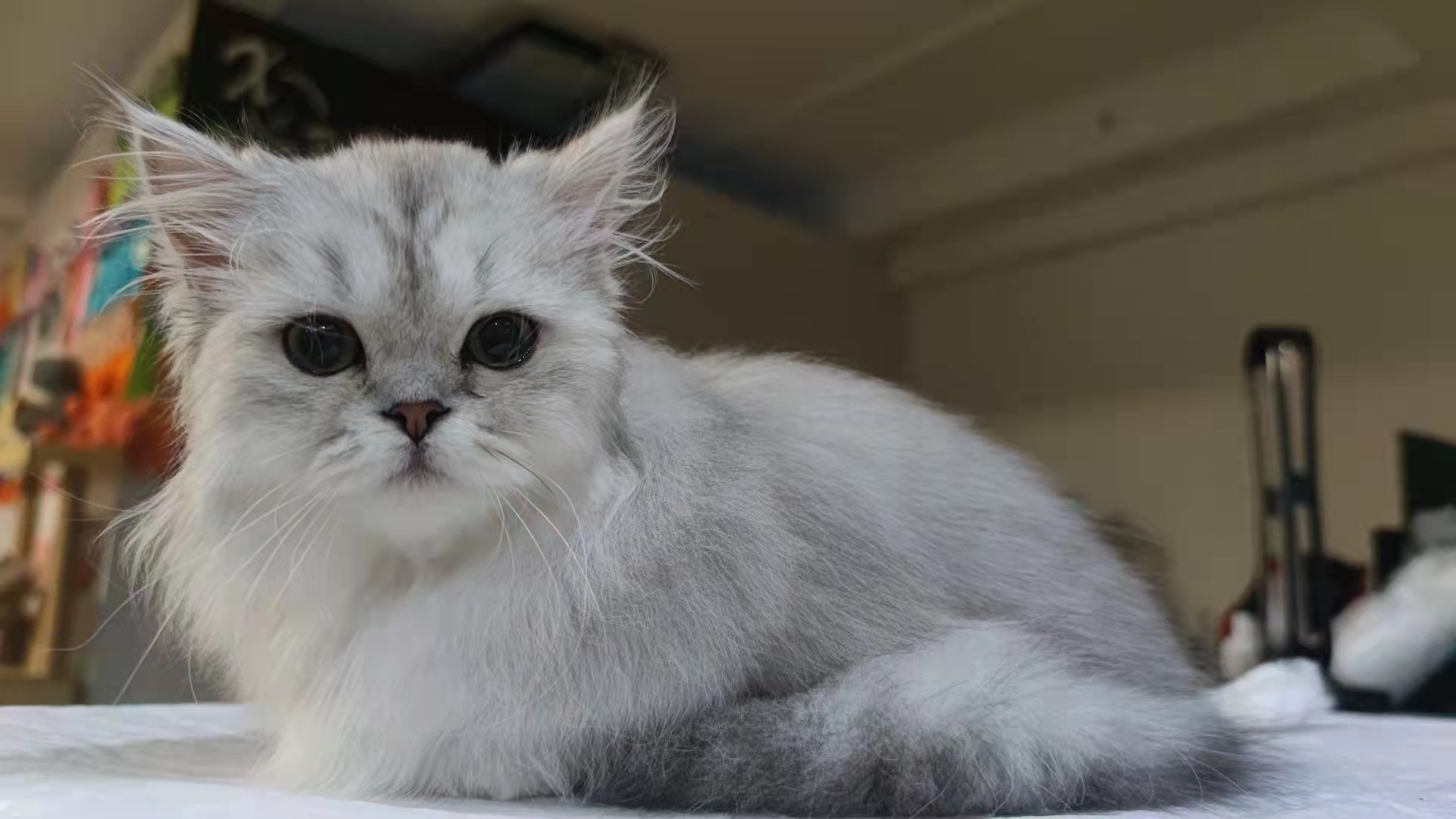 如何动用流浪猫找猫,猫咪救助找猫