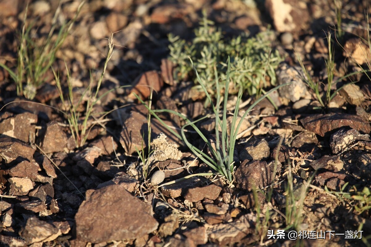 口述实录：我在河西走廊一家化工厂当工人，见证了一个时代的落幕