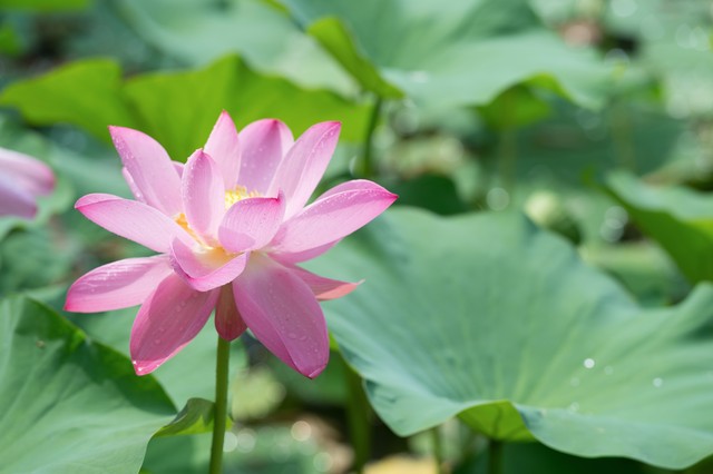 古诗词中的荷花别名,关于描写荷花的古诗都有哪些