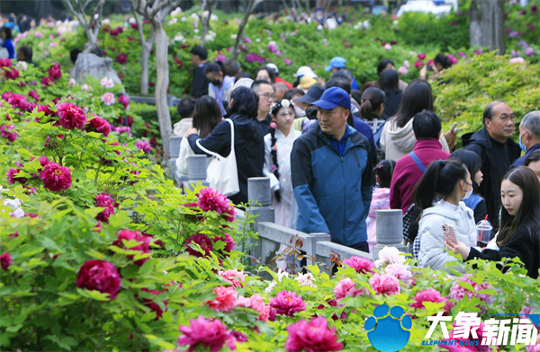 花开时节动京城最美不过洛阳城,四月洛阳美如画千年帝都是花城