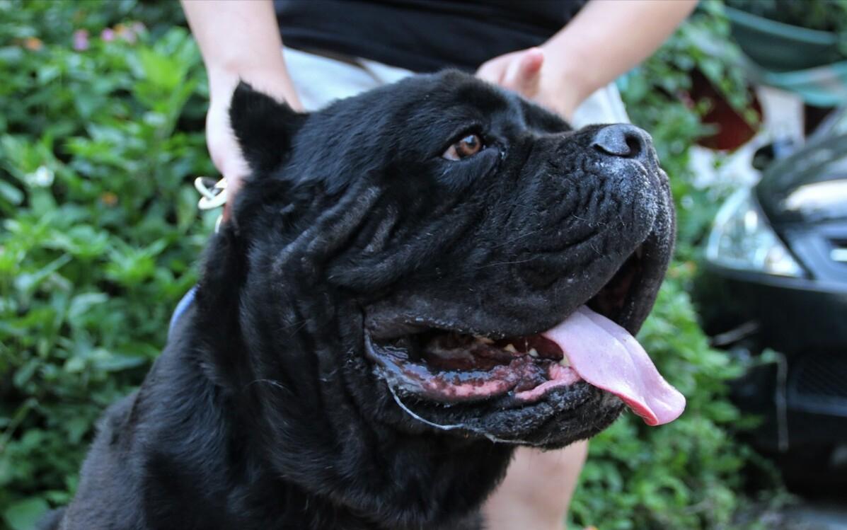 为什么养“卡斯罗”的人越来越多，网友：养了就不想换狗了