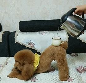 狗狗对你侧躺表示什么,狗狗向你伸懒腰表示什么