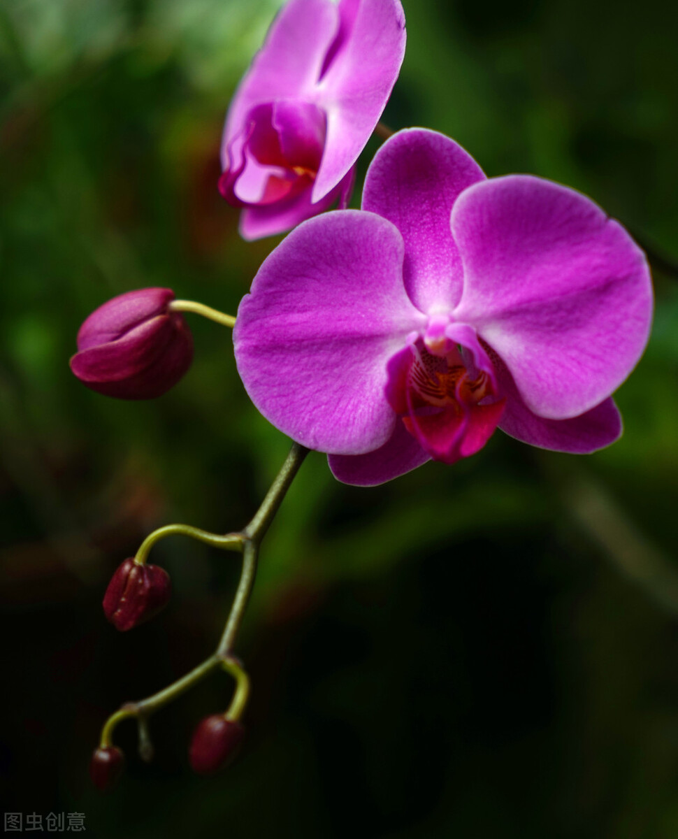 大智若愚的智慧和向死而生的境界,大智若愚智慧与愚昧的双重境界