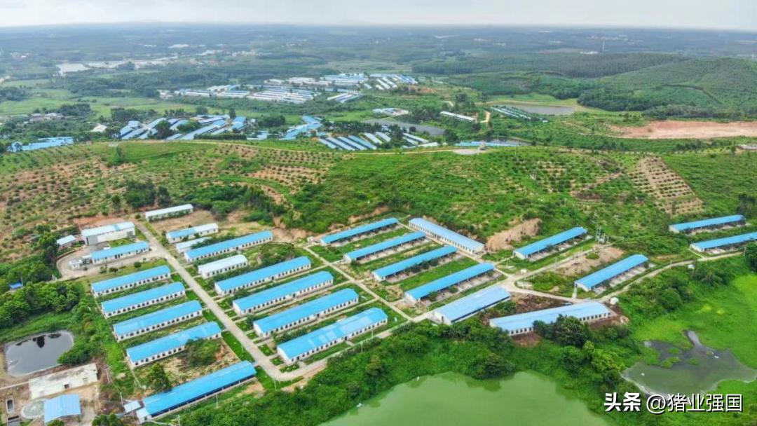 壹号食品董事长陈生,壹号食品陈生最新视频