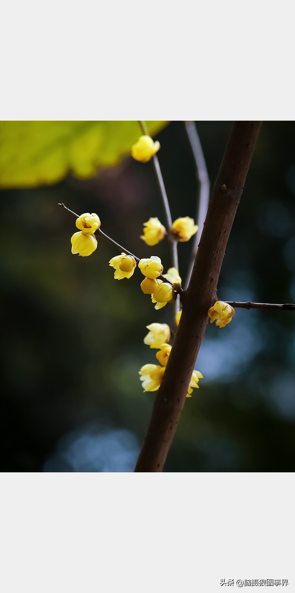 教你几个拍摄腊梅的摄影技巧干货,腊梅花怎样拍照好看