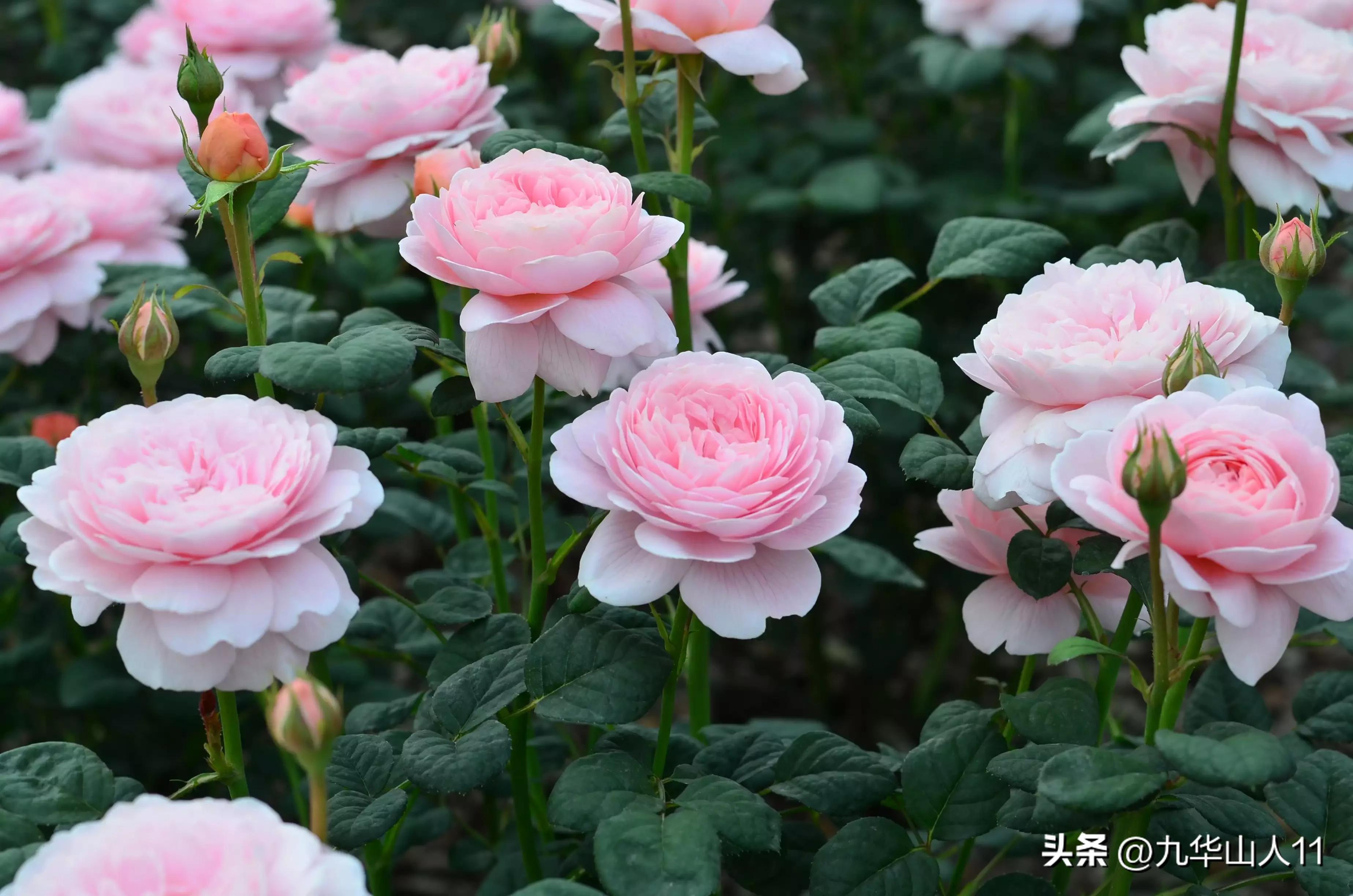 藤本月季品种列表,大红色藤本月季哪个品种好