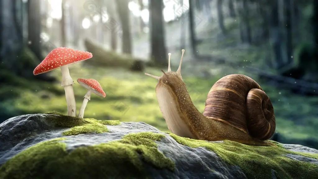 非洲大蜗牛的食用方法,非洲野生大蜗牛怎么吃