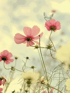 好看山水花鸟图,最漂亮的大自然山水花鸟图片大全