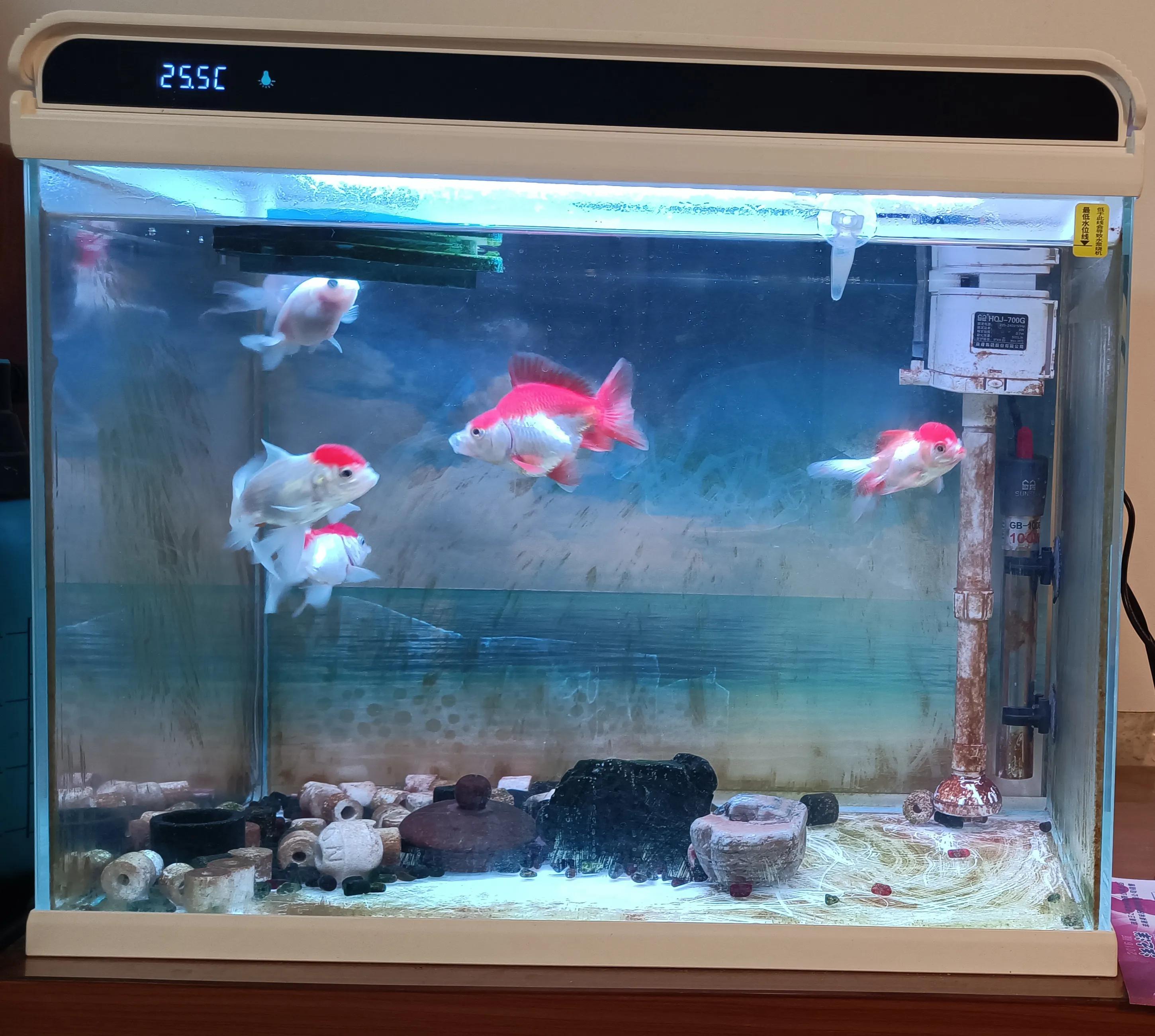 闽江溪流鱼缸,溪流缸自制鱼缸全部过程