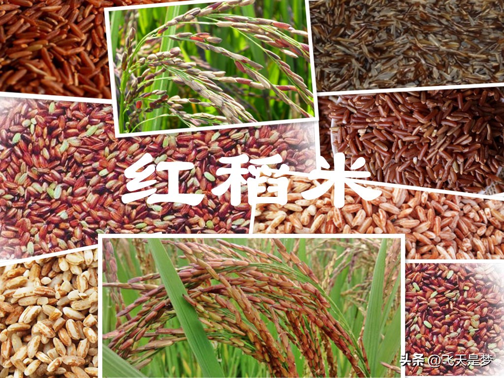 人工合成黄金米,黄金米是什么合成的能吃吗