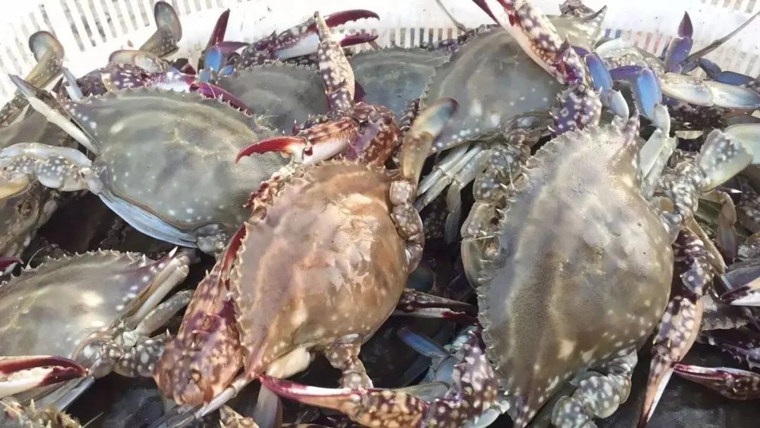 超市买了冷冻活螃蟹死了能吃吗,冷冻过的看着是死的螃蟹能吃吗