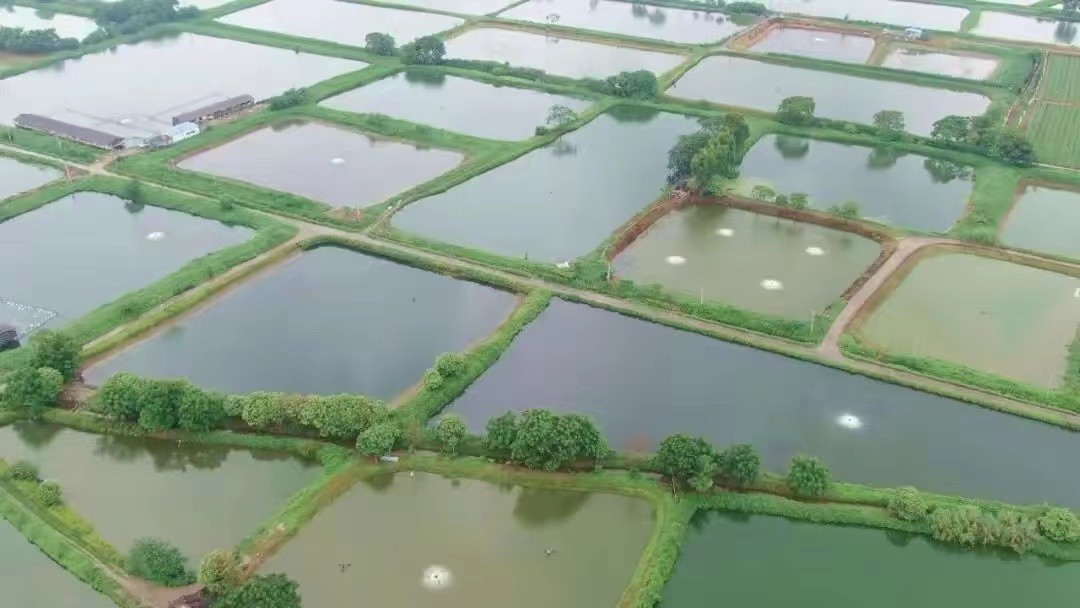 清新桂花鱼之乡,好吃的桂花鱼