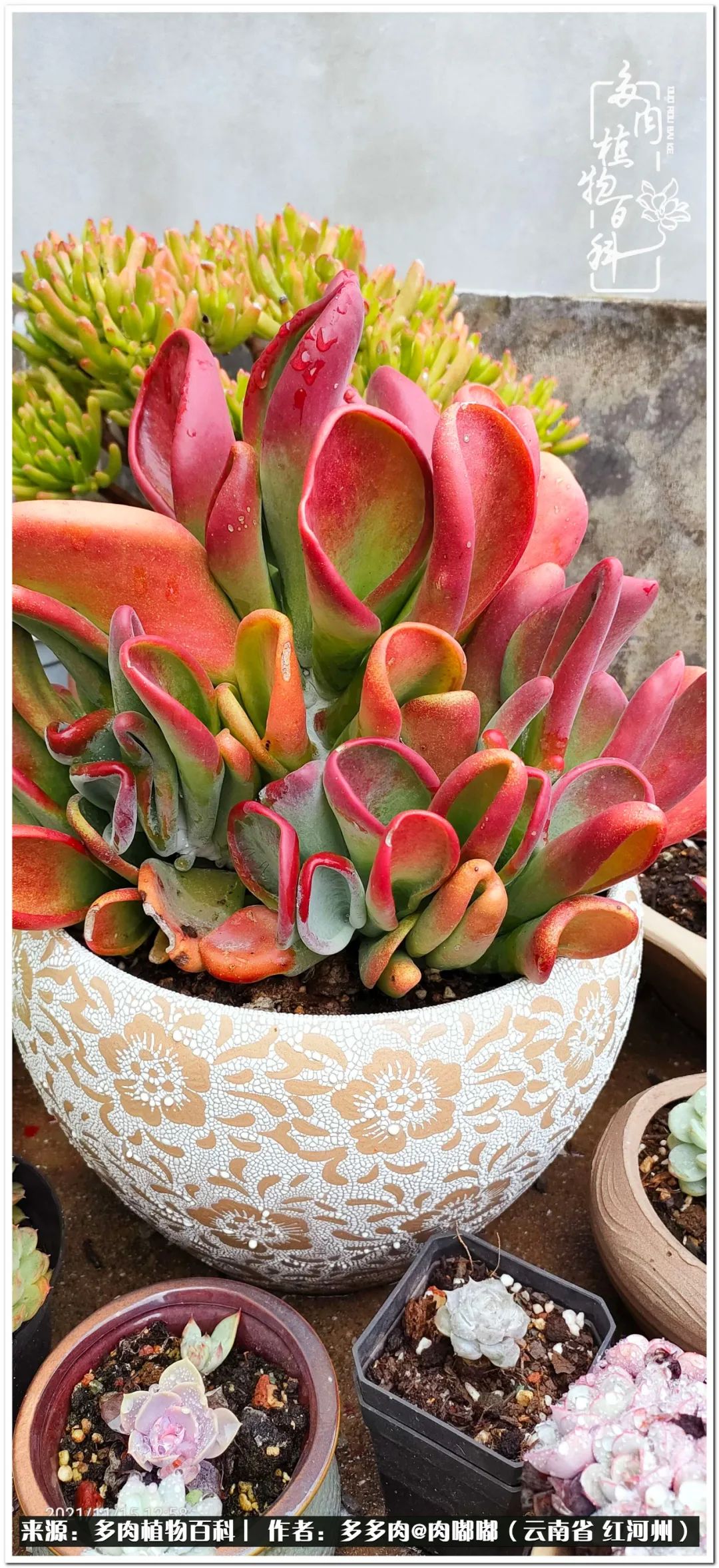 多肉组合美图大全,多肉对比图照片制作模板