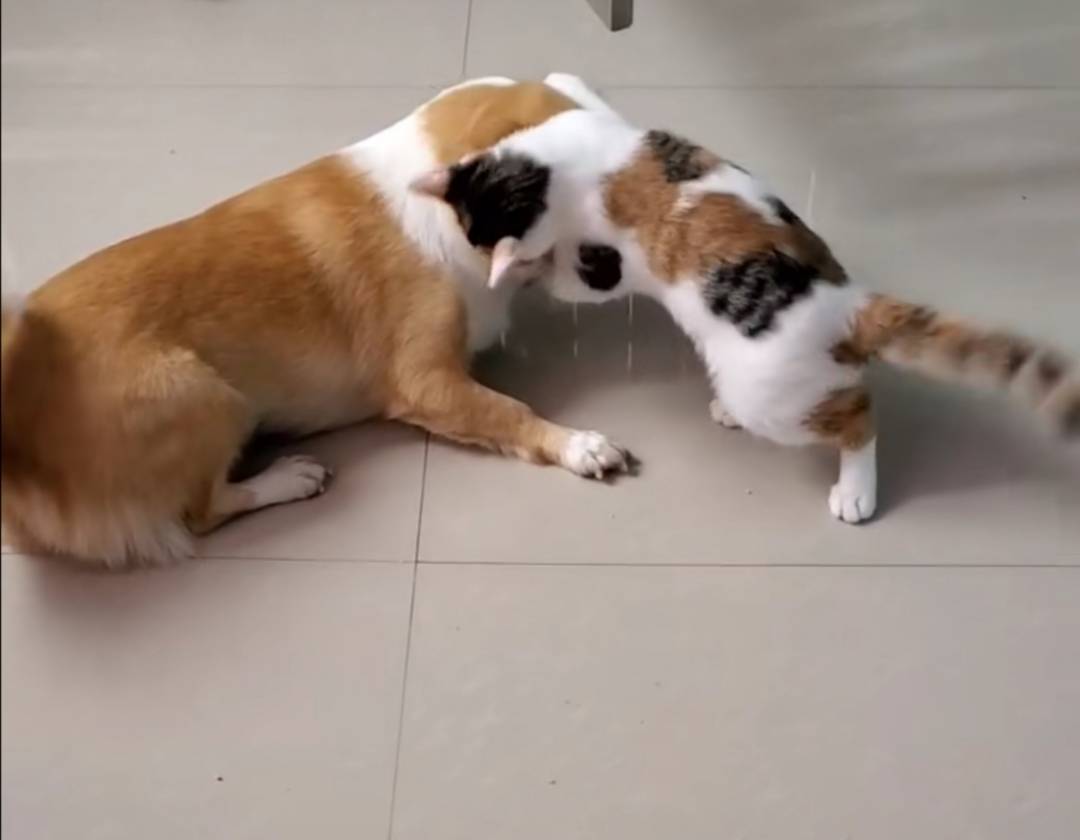 家里的狗怕主人怎么办,狗害怕猫