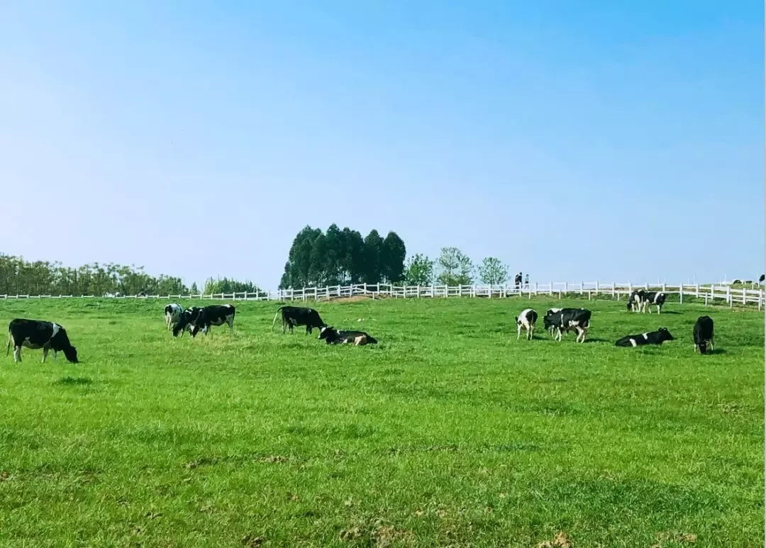 你不知道的食品内幕,优然牧业未来前景