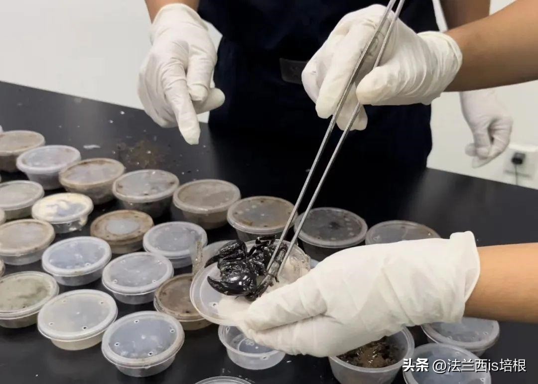 广州海关截获11箱588只蛇蛙蜥蜴,广州海关截获蟑螂200只