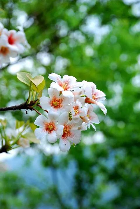 五月是油桐花的季节,油桐花美景图片