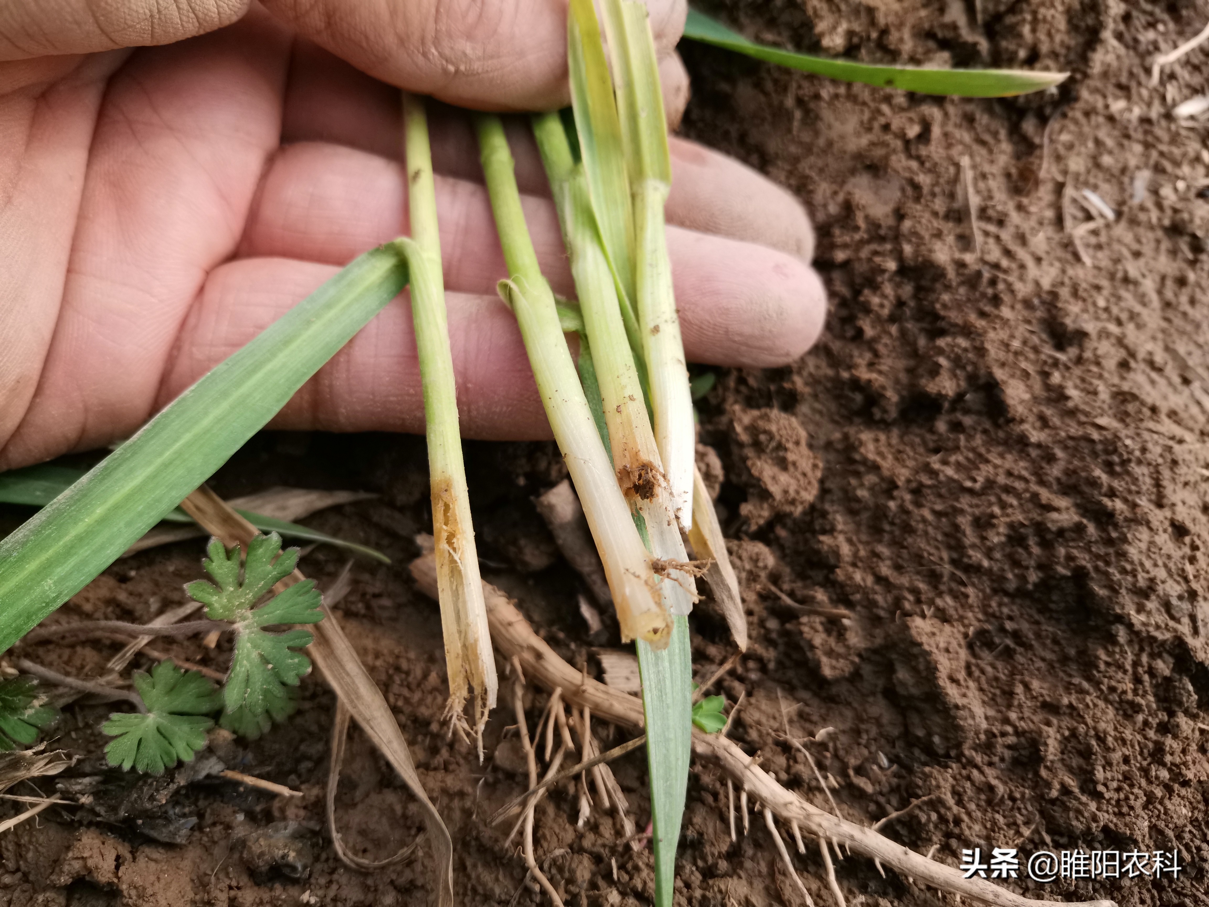 什么原因造成麦苗发黄枯死,麦苗发黄怎么治疗最好