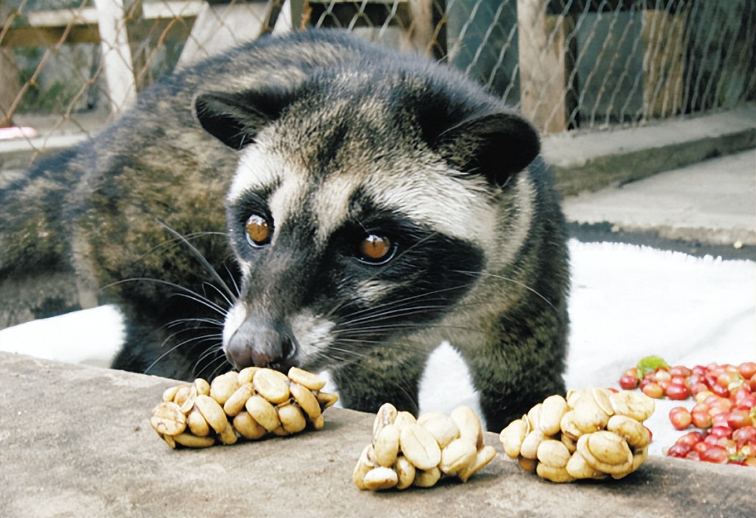 猫屎咖啡是怎么来的全过程,猫屎咖啡是猫拉的屎吗