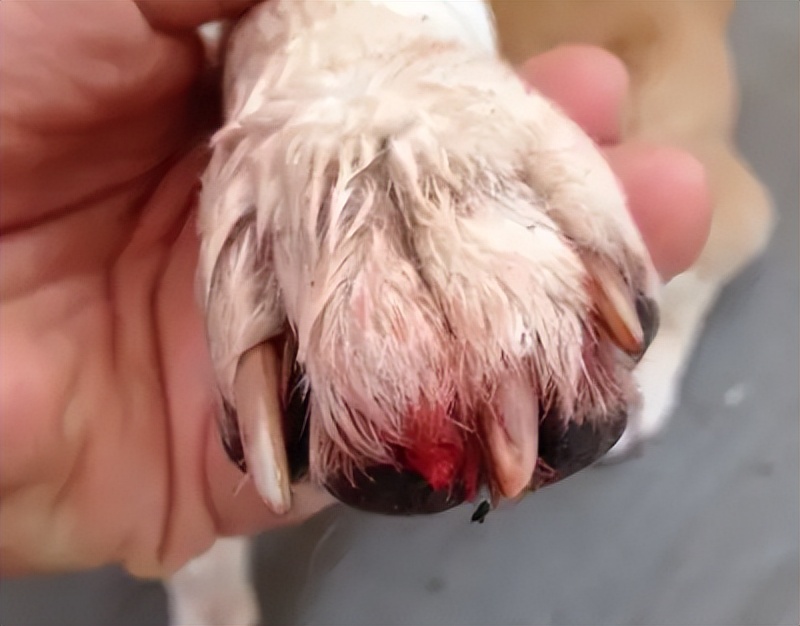 狗狗断甲麻醉,狗被剔趾甲