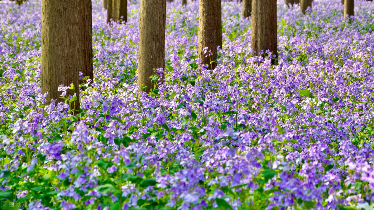 南京可以露营看星星的地方,南京附近自驾游2-3天露营推荐