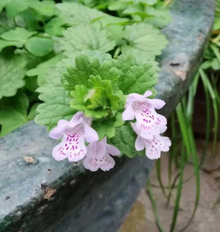 大活血丹全草图片,连钱草功能主治口诀
