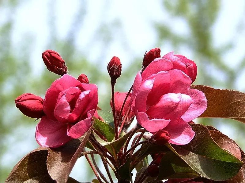 春夏之交，越来越多的花含苞欲放，这一百种娇媚蓓蕾真是美不胜收